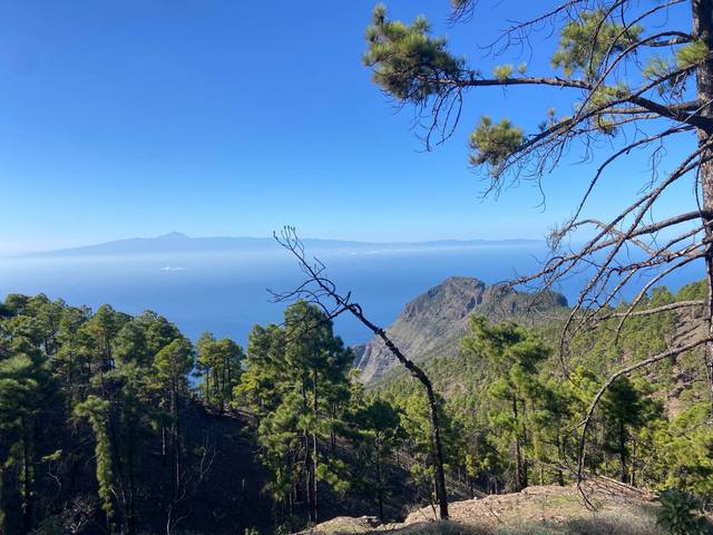Vistas al Teide desde el pinar